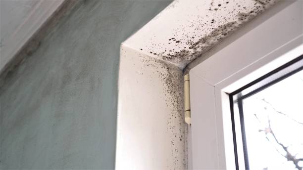Best Forensic Mold Investigation  in Sylvania, GA