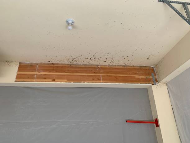 Best Post-Construction Mold Inspection  in Sylvania, GA